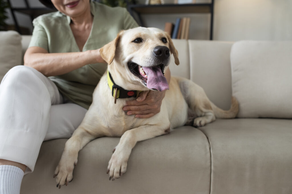 A woman sitting on a sofa with her Labrador retriever, smiling happily