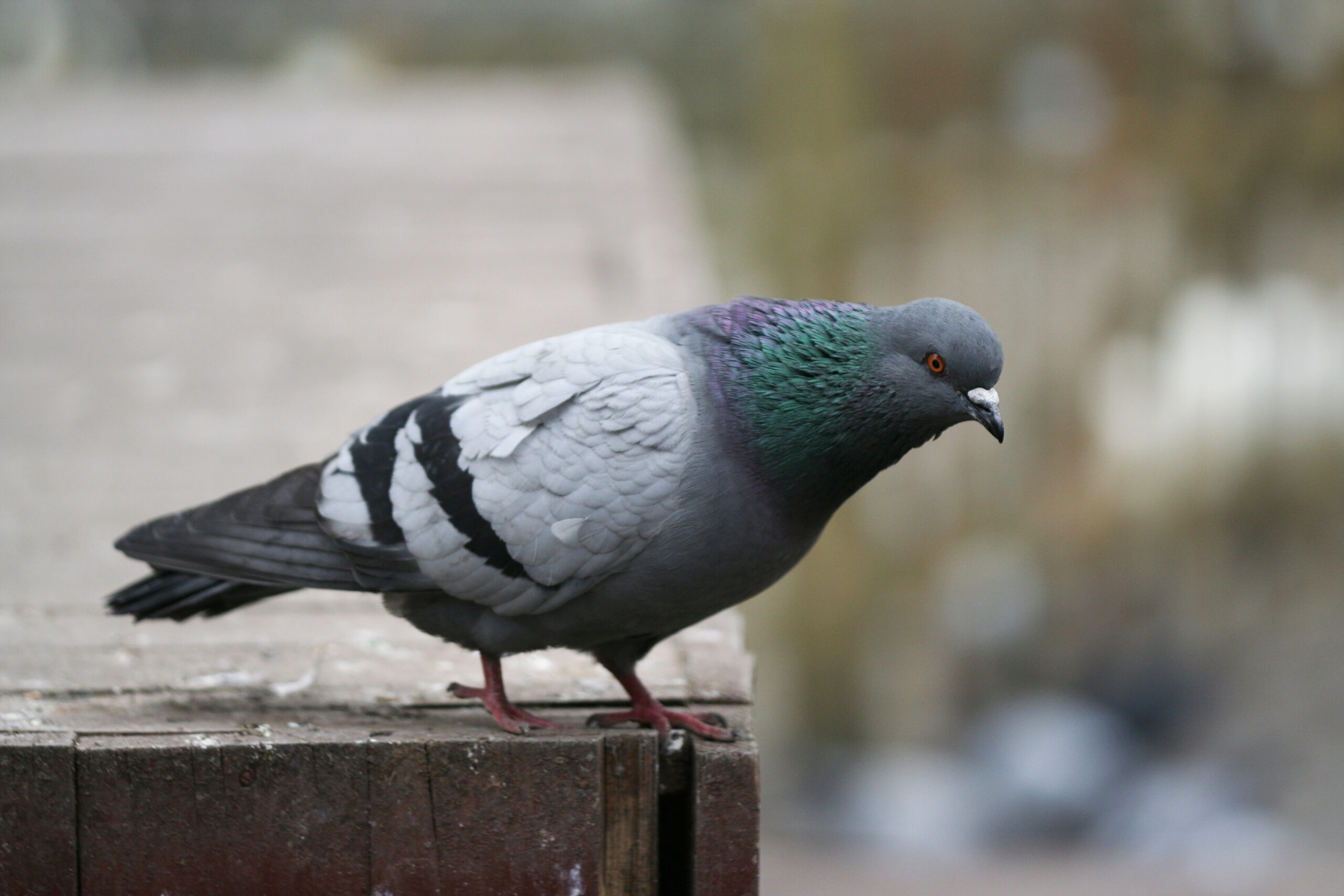 Rock pigeon perched on a ledge, showcasing its iridescent green neck feathers and distinct traits, perfect for Pigeon Facts.