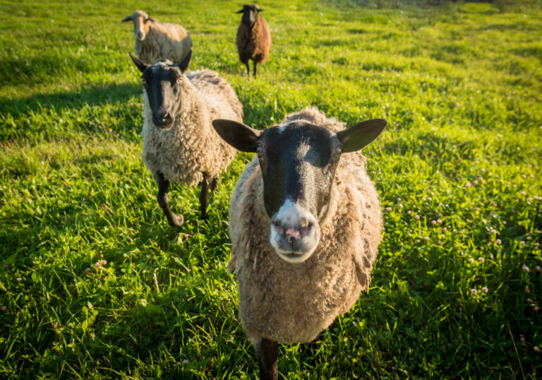 Group of sheep grazing on green grass, showcasing key sheep facts about their social behavior and natural habitat.