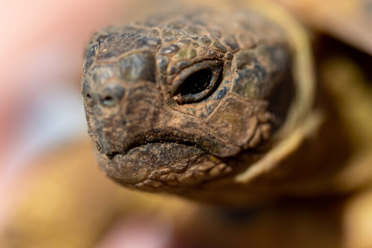 Tortoise facts: Close-up image of a tortoise's face highlighting its intricate shell details and textured skin.