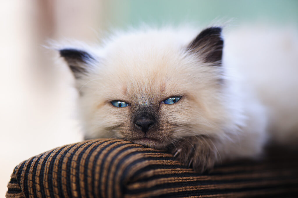 Siamese kitten lying on a couch with blue eyes and cream-colored fur, showcasing its playful and unique Siamese cat traits.