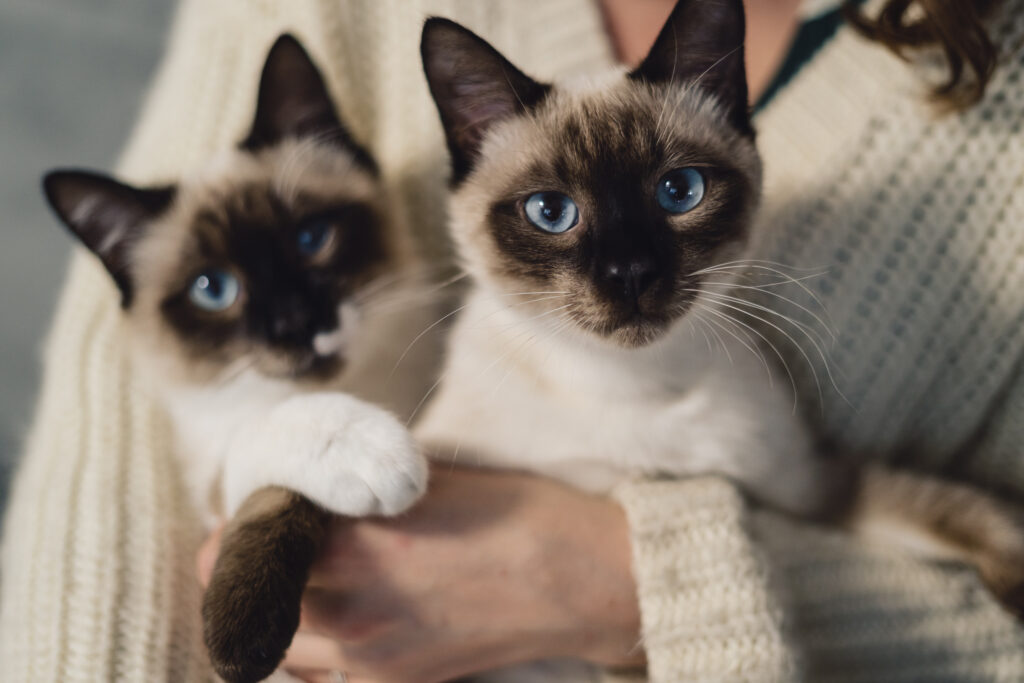 Two Siamese cats with stunning blue eyes being held, showcasing their affectionate and social nature. Perfect example of Siamese Cats Facts.