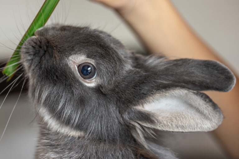 Close-up of a rabbit eating grass, showcasing Animal Therapy for Personality Disorders benefits.