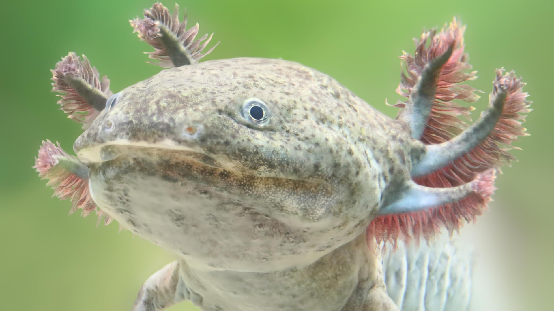 Close-up view of an axolotl, showcasing its unique gills and features, ideal for Axolotls as Pets enthusiasts.