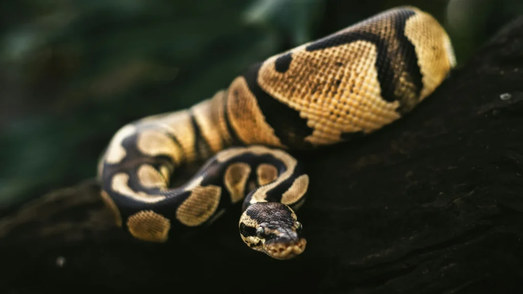 Ball Python - a popular choice among the best snakes to have as pets due to its gentle nature.