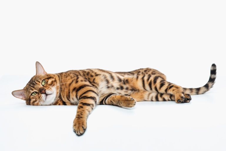 Bengal cat lying down on a white background, illustrating the beauty and wild appearance of this controversial breed.