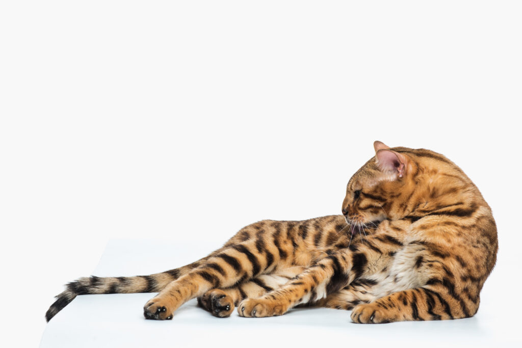 Bengal cat lying sideways on a white background, showing its sleek and spotted coat.