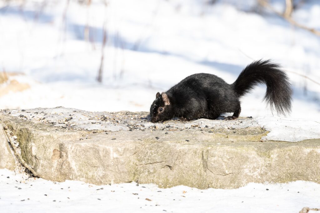 Black squirrel foraging for food on a snowy stone surface.