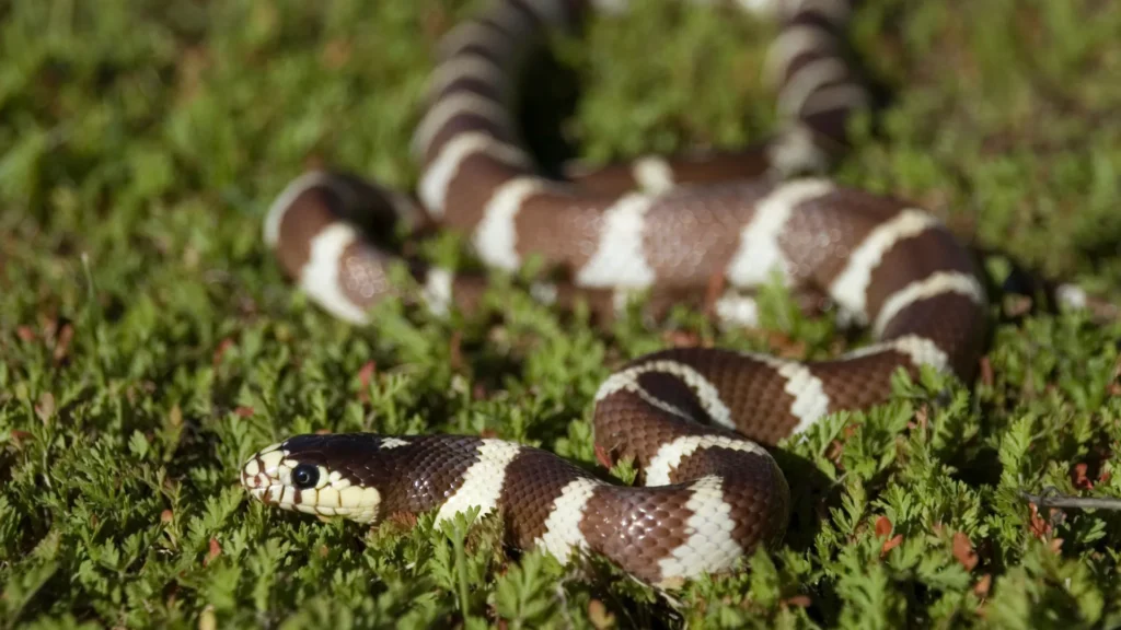 California Kingsnake - a strikingly patterned snake perfect for pet owners seeking a unique reptile.