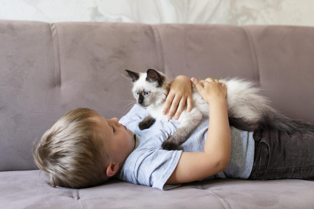 A young boy lying on a couch holding a Siamese kitten with blue eyes, showcasing the affectionate bond between children and Siamese cats.