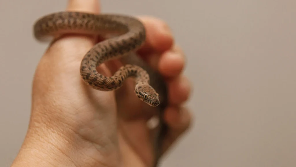 Children's Python - a small, manageable snake perfect for reptile enthusiasts of all levels.