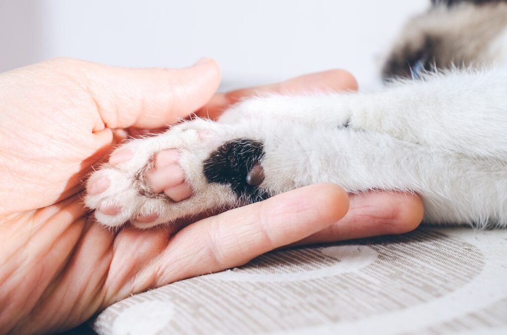 Close-up of a human hand holding a kitten's paw, highlighting the connection between pets and their owners.