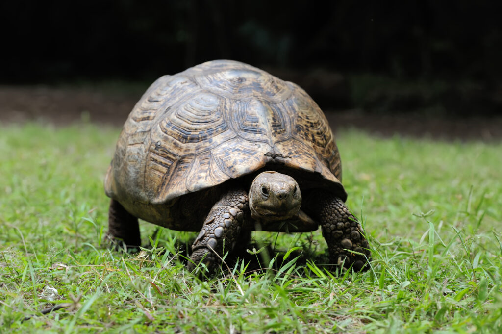 Tortoise facts: Close-up image of a tortoise's face highlighting its intricate shell details and textured skin.