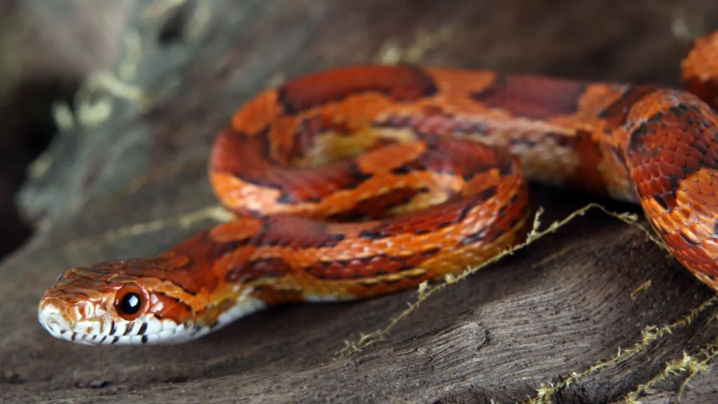 Corn Snake - a vibrant and low-maintenance pet snake ideal for first-time owners.