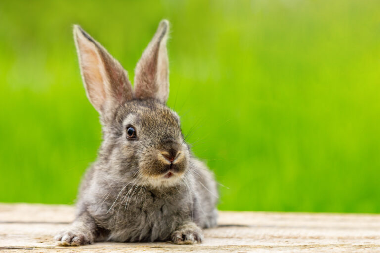 Adorable gray rabbit with upright ears sitting on wooden ground against a vibrant green background, perfect for Rabbit Facts.