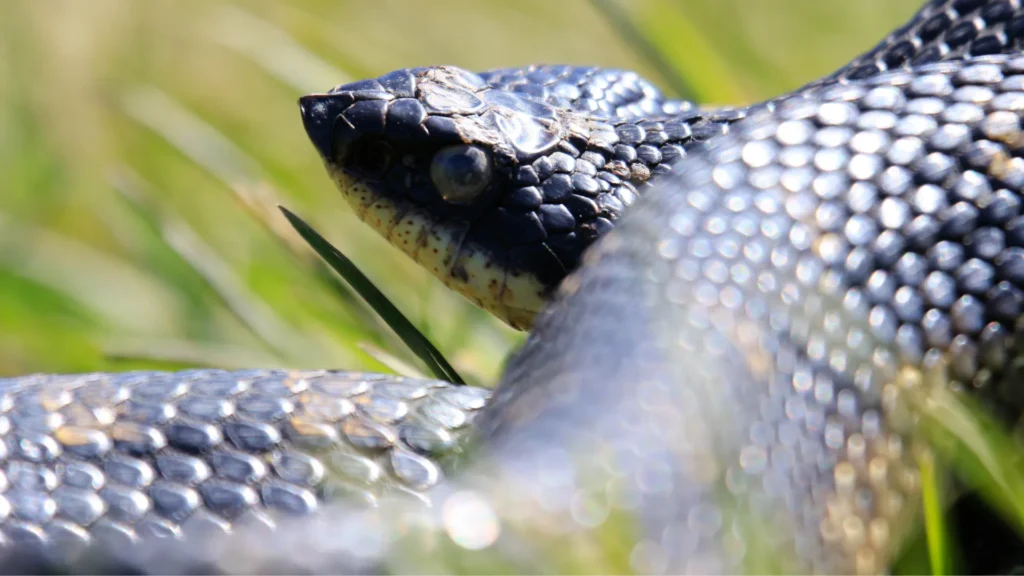 Eastern Hognose Snake - a fascinating and unique species perfect for experienced pet owners.