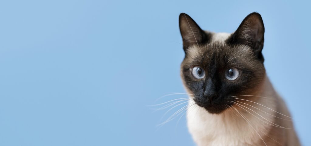 Siamese cat with piercing blue eyes and dark facial points sitting against a blue background, showcasing iconic Siamese cat features.