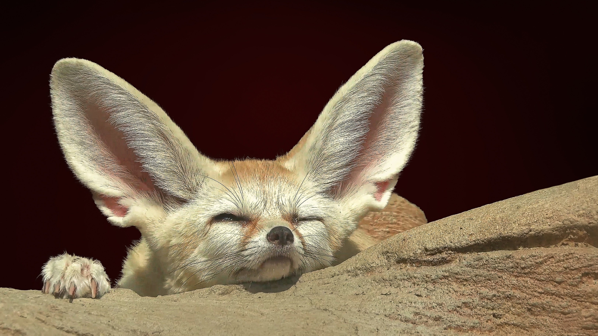 A close-up image of a Fennec fox pet resting on a sandy surface with its large ears prominently displayed and eyes closed, basking in a warm environment.