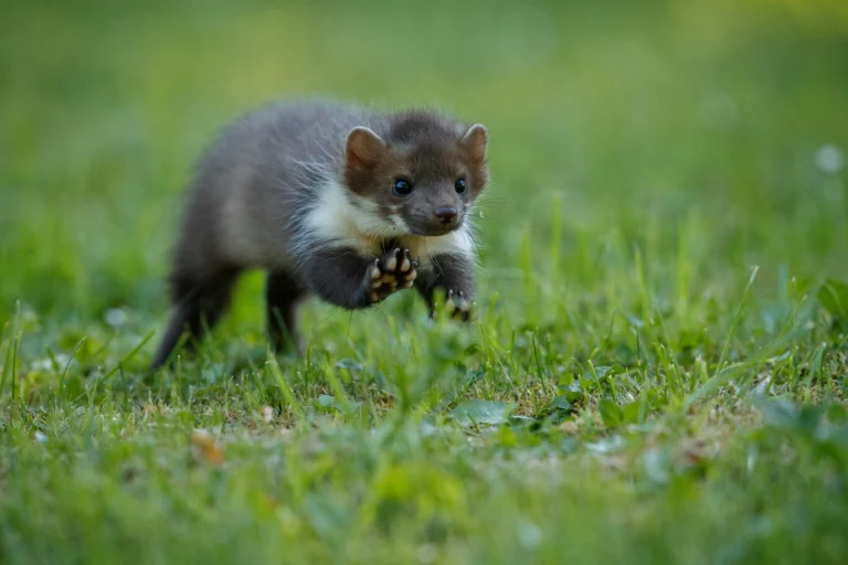 Ferrets as therapy animals running on green grass