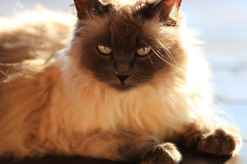 Fluffy Siamese cat with soft fur and piercing eyes basking in sunlight, showcasing unique Siamese Cats Facts.