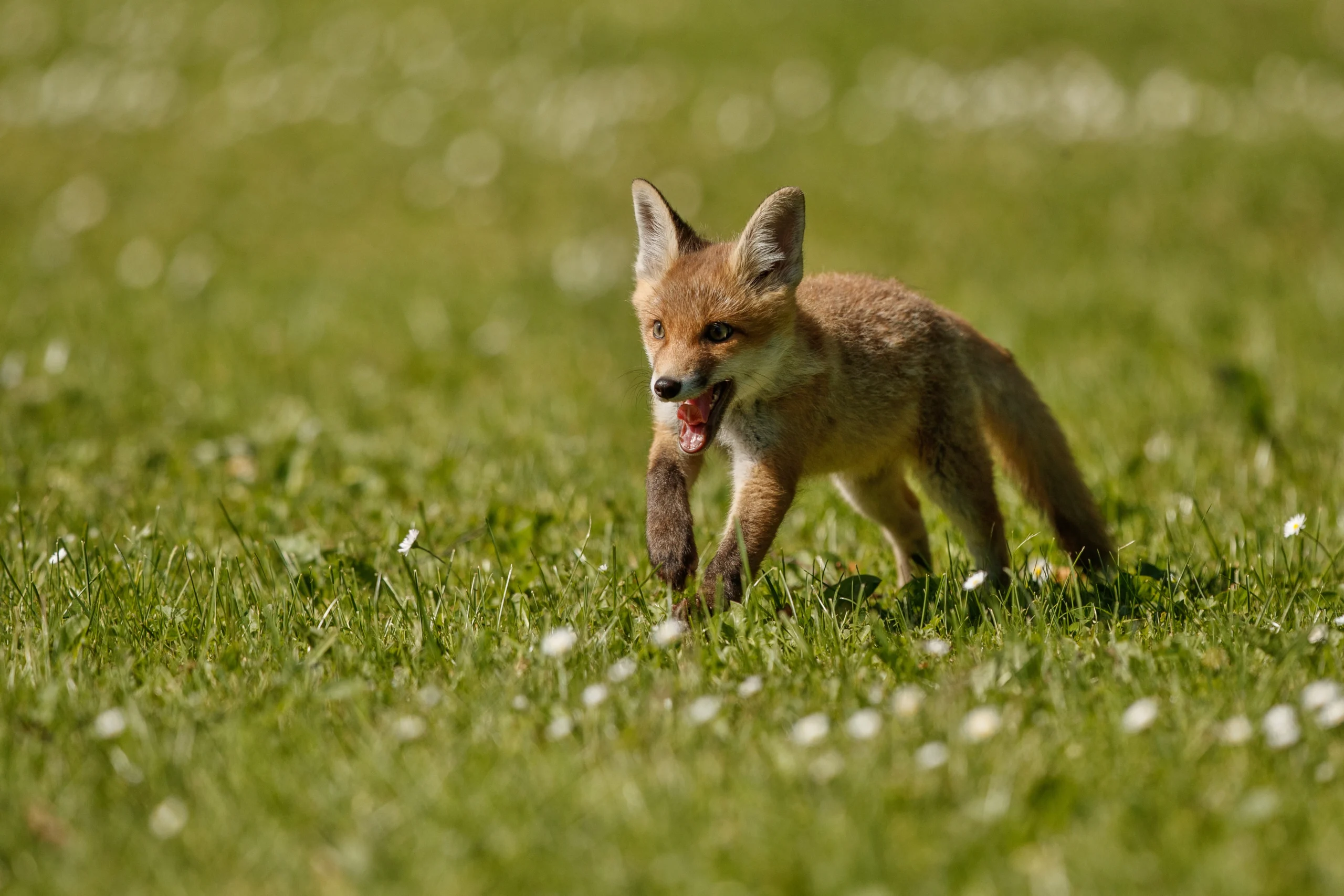 Fox as a pet running through a grassy field, showcasing its playful behavior