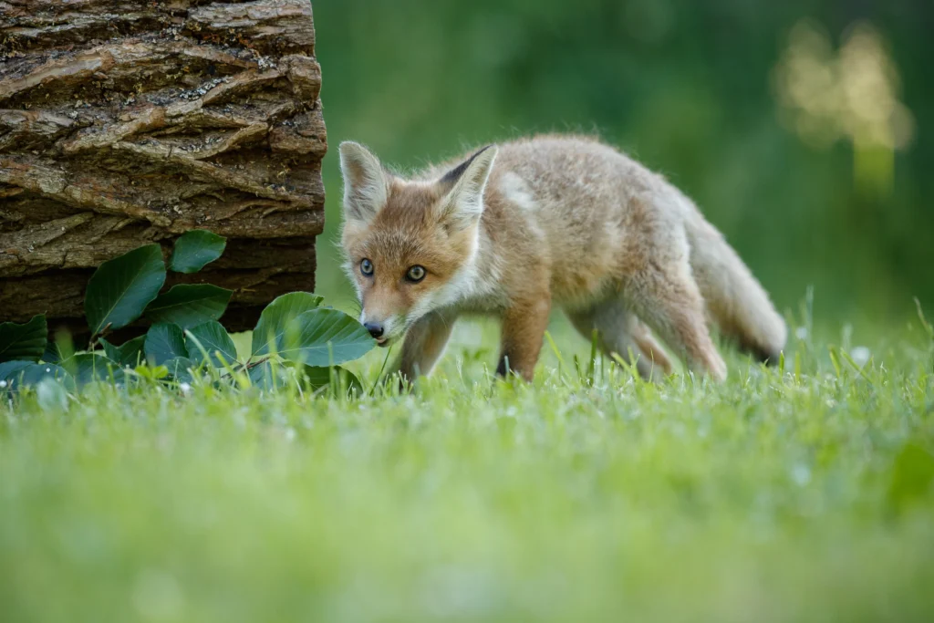 Fox as a pet exploring a grassy area near a log