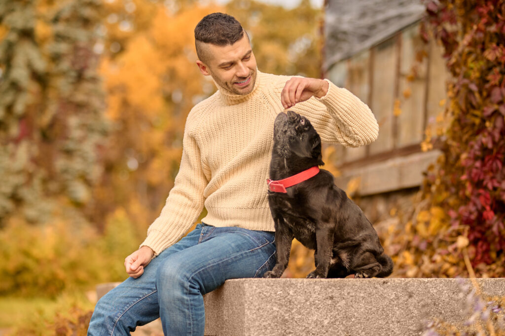 French Bulldog service dog training for emotional support, with a man providing guidance and companionship in a park.