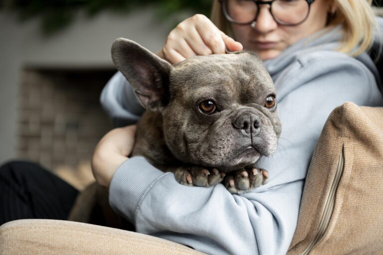 French Bulldog as a service dog providing emotional support for anxiety and PTSD with its loyal and affectionate nature.