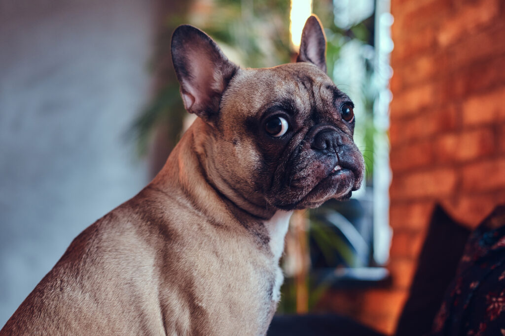 French Bulldog sitting in a cozy room, showcasing its calm and affectionate nature, ideal for emotional support and companionship.