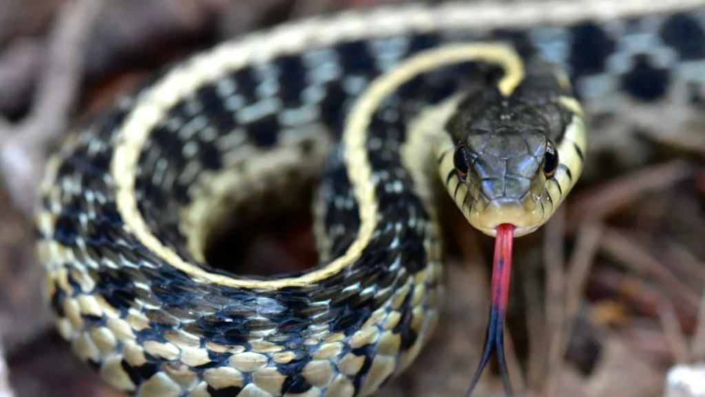 Garter Snake - a small, active snake that is easy to care for and great for beginners.