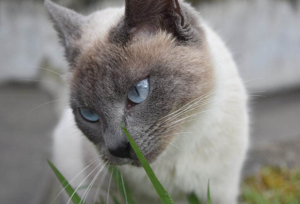 Siamese cat with pale blue eyes and cream-gray fur exploring grass, showcasing its elegant features and unique Siamese traits.