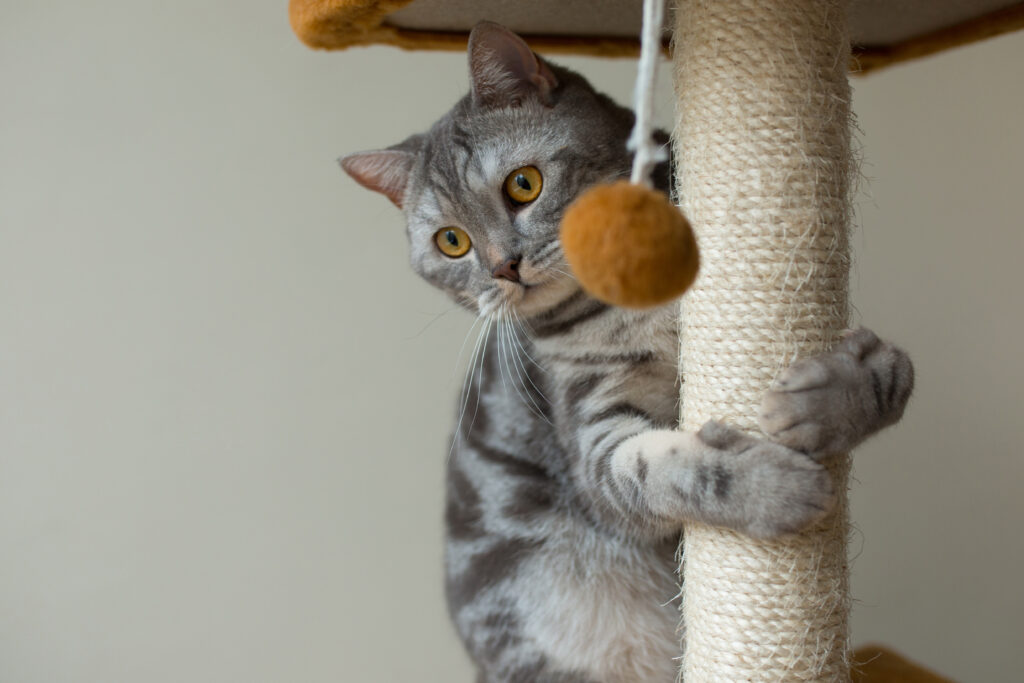 Gray Scottish straight cat playing with a scratching post, showing a healthy alternative to declawing.