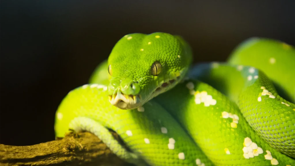 Green Tree Python - a visually stunning and exotic option among the best snakes to have as pets.