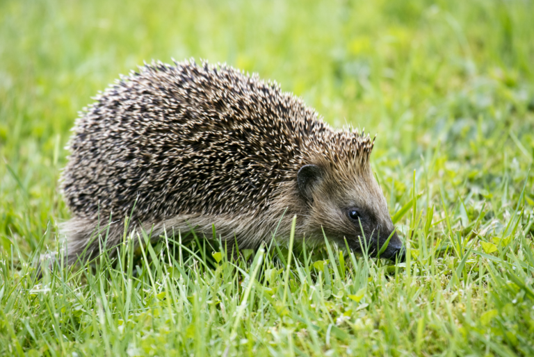 Hedgehog as pets walking on green grass, highlighting their unique features