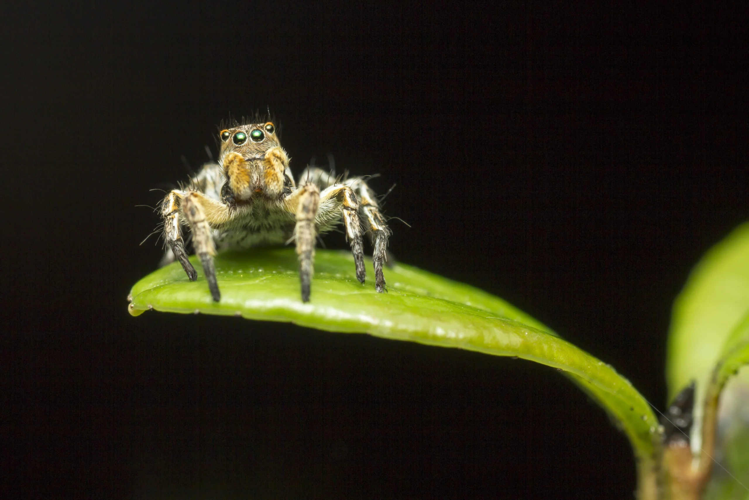 Jumping spiders as pets sitting on a green leaf