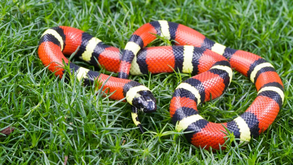 Milk Snake - a brightly colored and easy-to-handle pet snake for reptile enthusiasts.