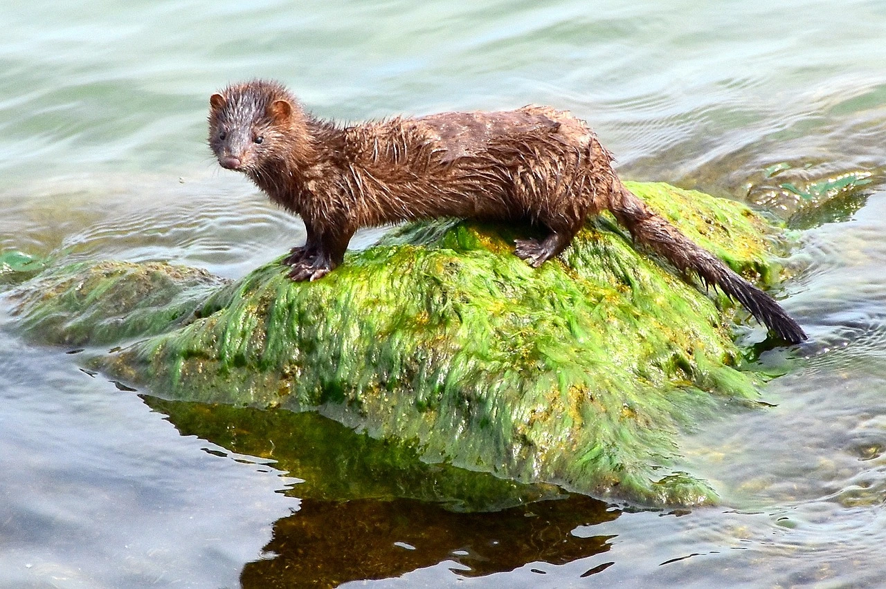 Minks as pets: An American mink perched on a rock in a natural water habitat