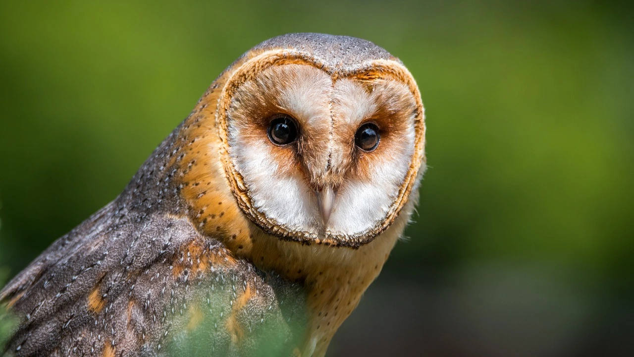 Owls as pets: A close-up of a barn owl with its striking facial features