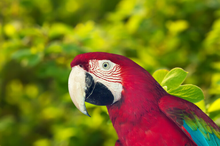 Vibrant red parrot as a pet sitting against lush green nature background.