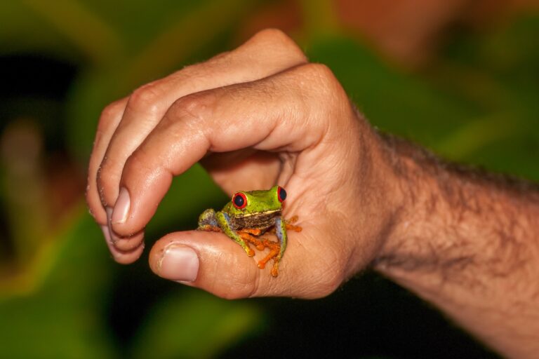 Pet Frogs - A person gently holding a red-eyed tree frog, showcasing pet frogs you can hold.