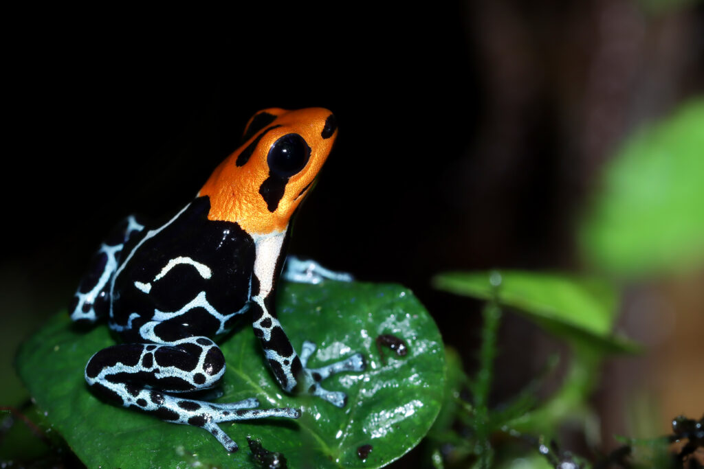 Pet Frogs - A stunning orange and black poison dart frog sitting on a green leaf, showcasing unique pet frog species.