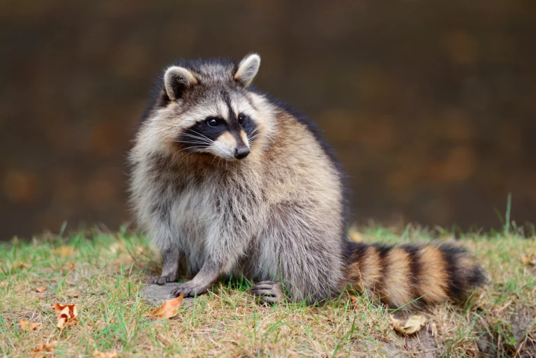 Raccoons as pets in a natural environment, sitting on grass