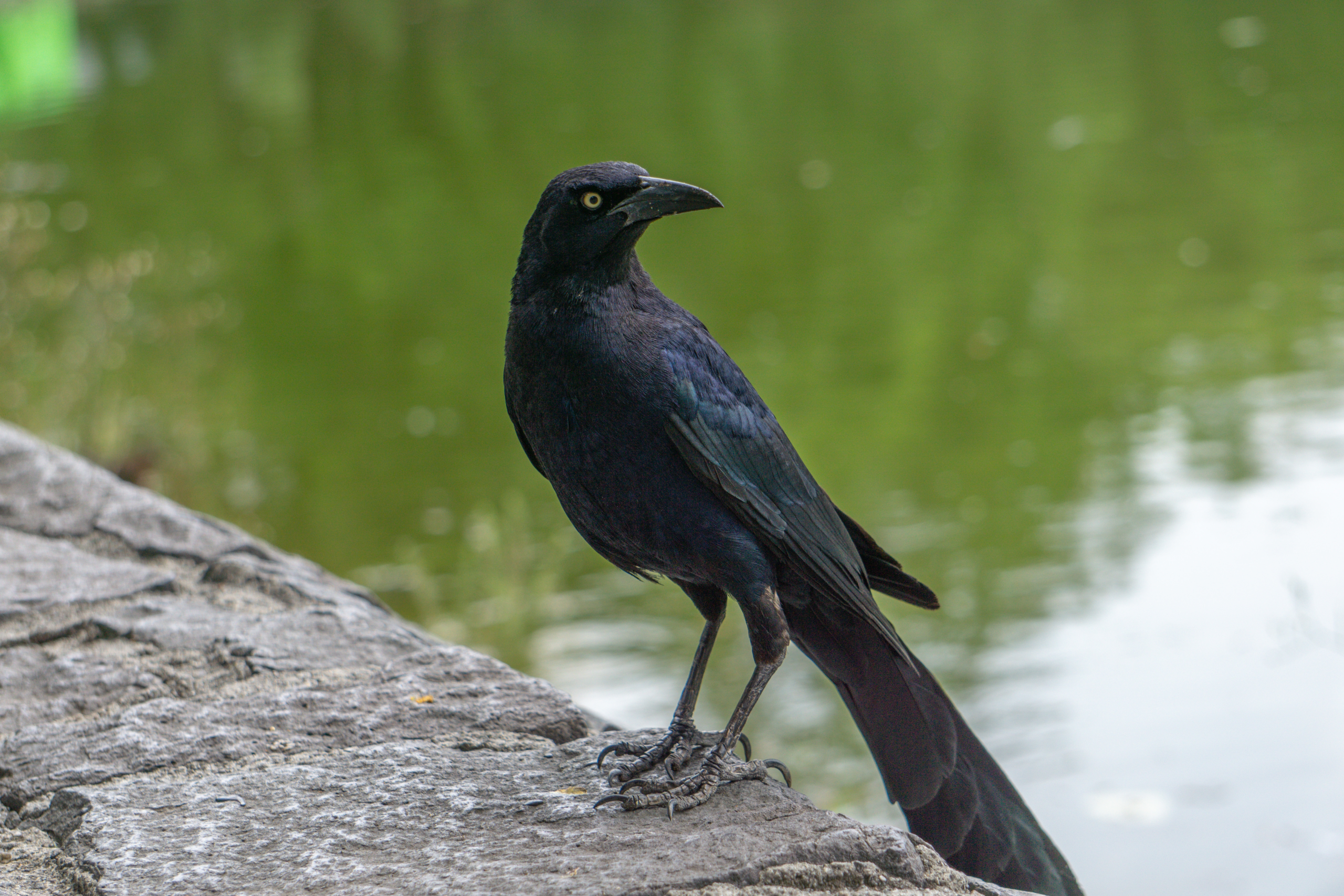 Raven as pet perched on a branch, showcasing its intelligence and beauty