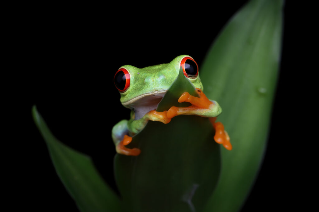 Red-eyed tree frog sitting on green leaves, showcasing its bright colors and unique appeal as pet frogs.