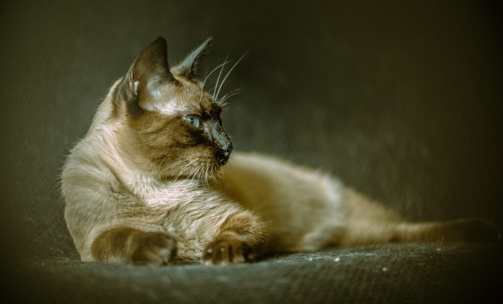 Siamese cat lounging on a sofa with dark facial markings and striking blue eyes, showcasing its calm and elegant demeanor.