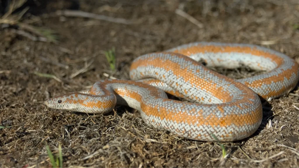 Rosy Boa - one of the best snakes to have as pets due to its docile nature and small size.