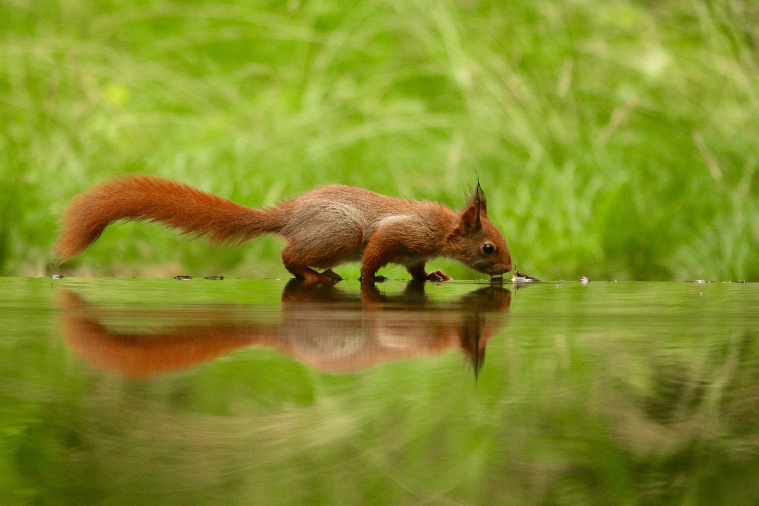 Squirrel as pet drinking water from a calm lake in a green forest.