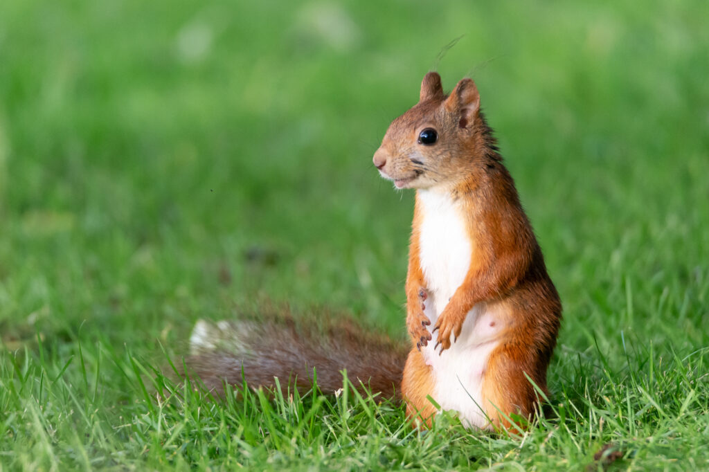 Squirrel as pet standing on green grass with curious posture.