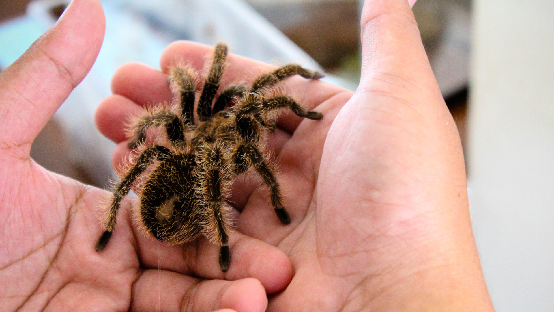 Tarantulas as pets: a tarantula being gently held in human hands, ideal for showcasing their calm nature.