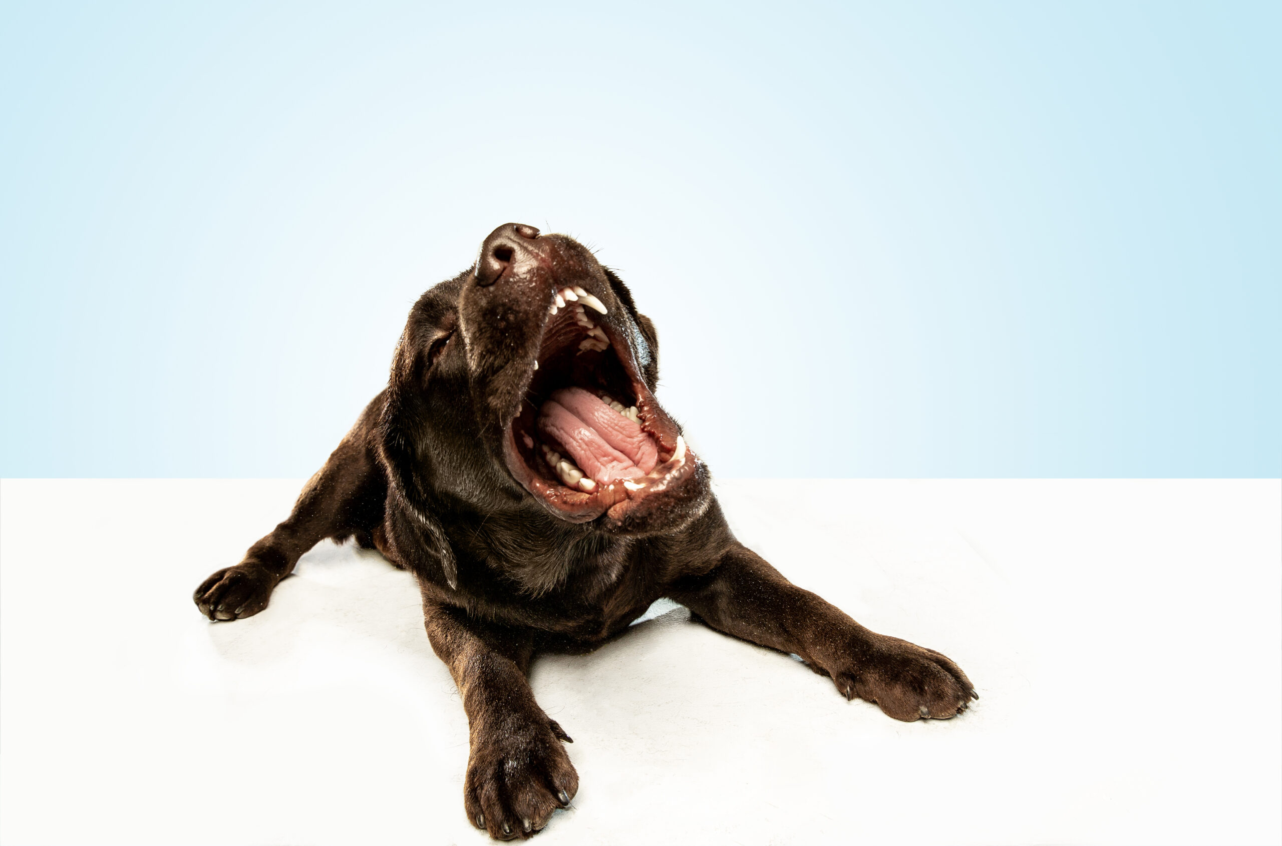 The worst therapy dog traits illustrated by a yawning chocolate Labrador Retriever on a white surface with a blue background.